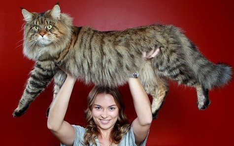 Natalie Chettle nhấc bổng con mèo của mình lên trên đầu. Mèo ú này với cái tên Rupert mới được gần 3 tuổi. Nó đang tiếp tục phấn đấu để tăng được 5kg trong vài năm tới.