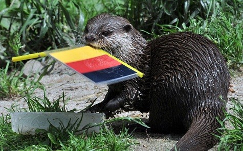 Một con rái cá dự đoán Đức sẽ đánh bại Hà Lan trong trận đấu Euro 2012 tại vườn thú ở Aue, miền đông nước Đức