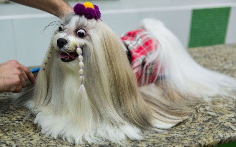Một con chó được chuẩn bị chu đáo trước khi tham gia vào trình diễn thời trang Sao Paulo