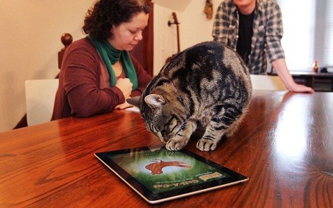 Con mèo đang nghcij chiếc ipad có hình con chim