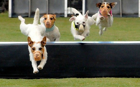 Con chó Jack Russell cạnh tranh trong một sự kiện Challenge Purina Dog Pro Incredible tại Del Mar, California