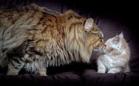 Mèo Rupert lớn hơn hẳn những con mèo có trọng lượng trung bình tại Melbourne, Victoria.