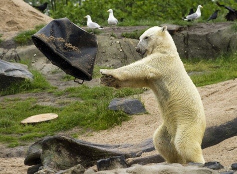 Một chú gấu Bắc cực có tên là Vicks ném một chiếc thùng vào hồ bơi của mình ...