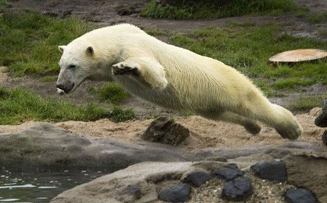 ... và sau đó nhảy xuống hồ bơi để chơi với nó trong nước tại Vườn thú Blijdorp ở Rotterdam