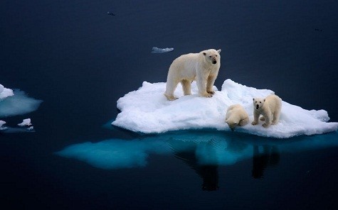 Gấu mẹ và 2 chú gấu con 2 tháng tuổi đang đứng trên một tảng băng đang tan chảy chậm trong Bắc Băng Dương của Svalbard, miền bắc Na Uy ...