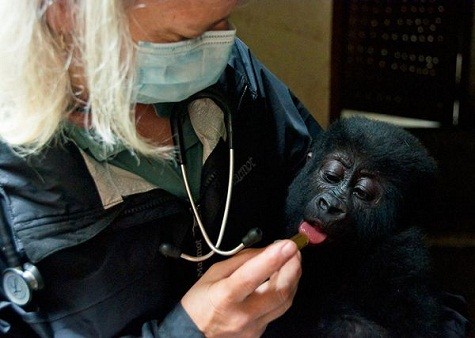 Khỉ con Shamavu khi bị lôi ra khỏi ba lô đã vô cùng căng thẳng, giữ chặt cánh tay để không bị lôi ra. Ngày hôm sau, khi được cho ăn chuối và các loại thức ăn khác, khỉ con trở nên bình tĩnh hơn. Jan Ramer và các bác sĩ tiến hành kiểm tra khỉ con và xác định độ tuổi của khỉ con Shamavu là 1 tuổi rưỡi.