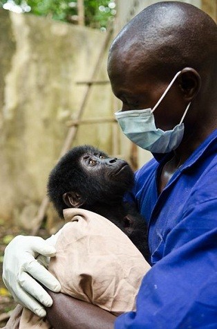 Eddy Kamable, một bác sĩ thú y đang bế Shamavu trên tay. Khỉ con còn nhỏ và dễ bị tổn thương khi bị bỏ rơi một mình, nên hai nhân viên thay nhau chăm sóc khỉ con, thậm chí khỉ con còn được ngủ cùng giường với bác sĩ.