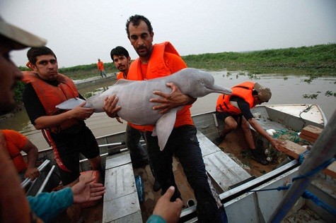 Các nhà sinh học đang cố gắng cứu sống một con cá heo hồng ở sông bị mắc cạn do hạn hán gây ra ở sông Pailas, một nhánh của sông Rio Grande, phía bắc của thành phố Santa Cruz, Bolivia.