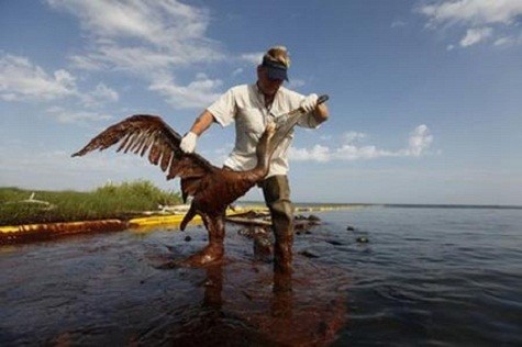 Nhân viên cứu hộ phát hiện một con bồ nông vật lộn với dầu gần đảo Queen Bess trong vịnh Baratatia, Mỹ.