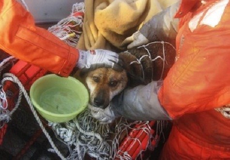 Sau khi được giải cứu, con chó đã giành được tìm cảm của các binh sĩ bảo vệ bờ biển. Nó nhanh chóng quen với ngôi nhà mới trên thuyền của họ và thậm chí còn liếm tay âu yếm những người cứu sống nó.