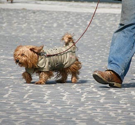 Người nào nuôi chó ở Turin, Italia phải dắt chó đi dạo ngày 3 lần, nếu không sẽ bị phạt 300 USD, lý do để tránh ngược đãi động vật.