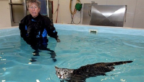 Đây là một câu chuyện thú vị về một một chú mèo với cái tên Mog tại Anh. Sau một tai nạn, mèo Mog đã bị thương nặng gần như tê liệt 2 chân trước. Để đi lại được bình thường, mèo Mog đã sử dụng bơi lội như một phương pháp trị liệu đầy hiệu quả.
