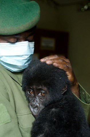 Christian Shamavu, nhân viên kiểm lâm đến từ vườn quốc gia Virunga, Cộng hòa Dân chủ Congo (DRC) cùng với nhóm làm việc của mình đã giải cứu một chú khỉ con gorilla khỏi những kẻ săn trộm trong một hoạt động bí mật diễn ra gần đây. Đây là con khỉ thứ 4 mà vườn quốc gia Virunga cứu được từ tay những kẻ săn trộm trong năm 2011.