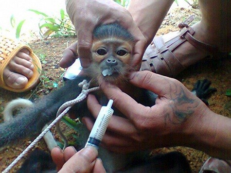 Con khỉ con bị buộc dây vào cổ và tiêm một dung dịch vào miệng (Ảnh lấy từ Facebook Nguyễn Văn Quang)