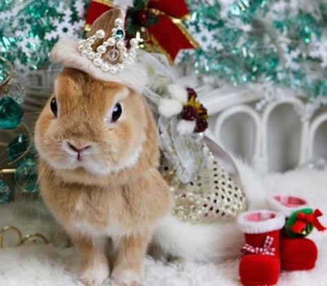 Những người yêu mến thỏ đã mang thú cưng của mình đến cửa hàng Bunny Family nằm ở phía Nam Tokyo để chụp ảnh làm lịch kỷ niệm chào đón năm mới. Những chú thỏ sẽ được trang điểm, mặc trang phục kimono truyền thống và tạo dáng để chụp ảnh. Vì Giáng Sinh và năm mới diễn ra gần nhau nên các chú thỏ cũng được mặc cả trang phục của ông già Tuyết. Kể từ khi Bunny Family mở cửa từ tháng 11 đến nay đã có hơn 180 chú thỏ đến chụp. Mỗi chú thỏ chụp 30 phút, chủ nhân phải trả 500 yên (120.000 đồng Việt Nam).