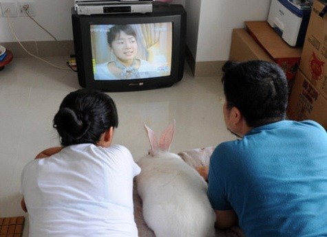 Một cặp vợ chồng ở Hạ Môn, tỉnh Phúc Kiến, Trung Quốc, xem TV với thỏ của họ.
