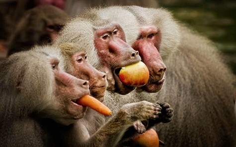 Bức ảnh chụp con khỉ đầu chó khi đang ăn ở vườn bách thú Cologne bởi nhiếp ảnh gia người Đức Detlef Knapp.