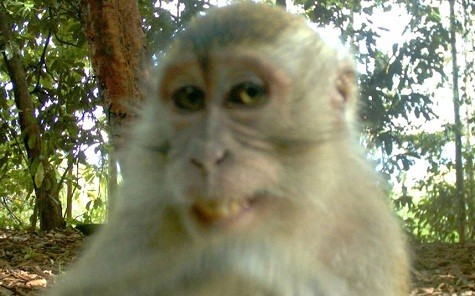 Một con khỉ mỉm cười tạo dáng khi được chụp ảnh trong khu rừng của Borneo.