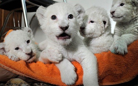 Những con sư tử trắng tại vườn thú Yalta ở Ukraine. Năm con sư tử trắng này được sinh ra ở Crimea cách đây hai tuần. Chúng đang được đưa đến vườn thú Yalta.