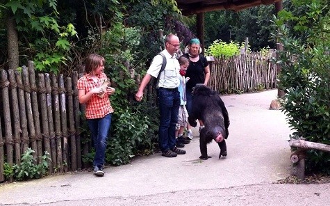 Một gia đình sợ hãi khi thấy con tinh tinh trốn thoát tại vườn thú Hanover ở Đức. Kai Hauser đã chụp bức ảnh này trên iPhone của mình. Con tinh tinh tiến về phía một người đàn ông và tưởng như cho anh một cái ôm. Nhưng sau đó nó mở miệng, để lộ hàm răng lớn của mình.