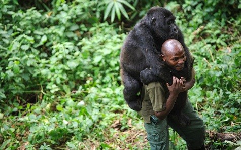 Patrick Karabaranga, một quản lý tại Công viên quốc gia Virunga ở phía Đông của nước Cộng hoà Dân chủ Congo chơi với một con khỉ đột núi mồ côi. Công viên Virunga có khỉ đột núi chiếm khoảng một phần tư số lượng khỉ đột núi thế giới...