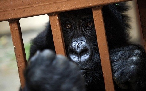 Một con khỉ đột núi mồ côi ngồi buồn bã trong công viên quốc gia Virunga. Bốn con khỉ mồ côi sống trong khu bảo tồn là khỉ đột núi duy nhất trên thế giới không sống trong tự nhiên. Chúng đã được mang tới đây sau khi cha mẹ của chúng đã bị giết bởi những kẻ săn trộm.