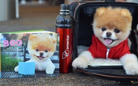 Con cún dễ thương nhất trên thế giới này đã trở thành đại sứ cho Virgin America. Nó là một ngôi sao với 5.000.000 người hâm mộ. Con cún tên Boo này đang tham gia buổi chụp hình tại sân bay San Francisco.