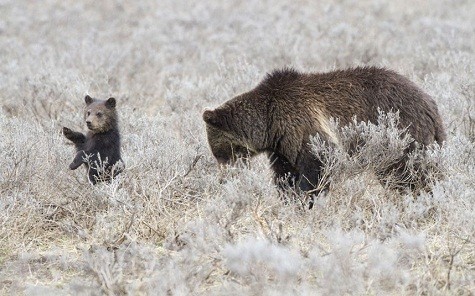 Một con gấu xám vẫy tay với máy ảnh trong khi mẹ chú đang đào bới thức ăn trong công viên quốc gia Yellowstone, Wyoming. Nhiếp ảnh gia Nate Chappell cho biết, mỗi lần như vậy, con gấu thường đứng trên hai chân sau để tạo dáng chụp ảnh.