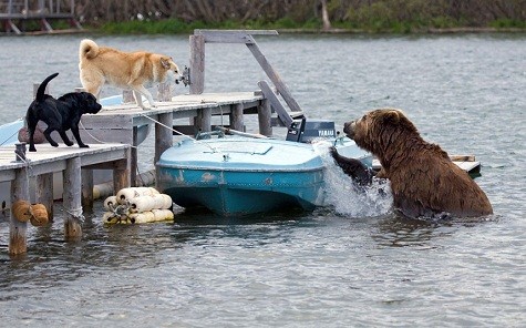Một con gấu cố gắng leo lên một chiếc thuyền của ngư dân để tìm kiếm bất kỳ thực phẩm nào được để trên đó. Hai con chó nhảy lên và sủa khi khi nhìn thấy gấu bơi qua hồ. Sergey Gorskov chụp ảnh này tại một trại cá trên bờ hồ của Kurile, Kamchatka, Nga.