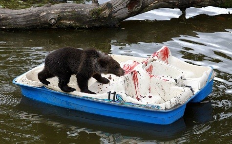 Con gấu nâu Loki trên chiếc cano tại Blair Drummond Safari Park ở Scotland.