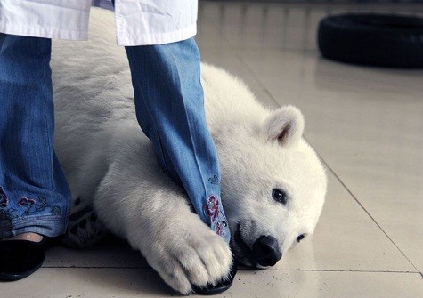 Sáu tháng tuổi, gấu bắc cực Yuan Yuan ôm ấp, vuốt ve chân của một nhân viên chăm sóc tại tỉnh Sơn Đông, Trung Quốc. Yuan Yuan được sinh ra vào ngày 1 tháng 1 và hiện đang nặng 54.3kg, chú giống hệt như một đứa trẻ nghịch ngợm.