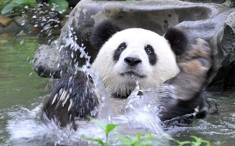 Một con gấu trúc khổng lồ được đặt tên Fengyi đang nghịch nước tại vườn bách thú Quế Lâm, khu tự trị Quảng Tây, Trung Quốc.