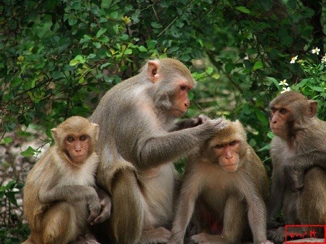 Cuộc sống bầy đàn của khỉ. Loài động vật gần gũi nhất với con người (Ảnh: nguồn internet)