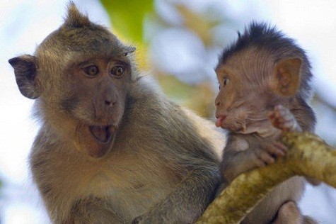 Một con khỉ con thè lưỡi trêu mẹ (Ảnh: Vietnamnet)