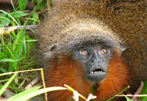 Khỉ Titi Caquetá được phát hiện vào năm 2010 tại vùng rừng nhiệt đới Amazon, Colombia. Đây là loài có nguy cơ tuyệt chủng cao do mất môi trường sống và phân bố nhỏ lẻ. Chuyên gia nghiên cứu hành vi động vật Martin Moynihan lần đầu tiên đã nhìn thoáng qua loài khỉ Callicebus caquetensis trong thập niên 1960. Nhưng do những xung đột chính trị tại tỉnh Caquetá, miền nam Columbia nên đã lưu giữ phát hiện đó mãi cho tới khi các nhà khoa học thực hiện chuyến thám hiểm cuối cùng vào năm 2008 đã xác nhận loài khỉ Titi trên là một loài mới, được đặt tên là Caquetá titi (Callicebus caquetensis). Callicebus caquetensis có kích cỡ như một con mèo, có lông màu nâu xám nhưng không có viền trắng trước trán như các họ hàng khỉ Titi khác. Ảnh: Thomas Defler/Nationalgeographic.