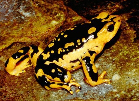 Cóc nhiều màu ở Peru. Từ năm 2011, có tới 19 loài ếch, cóc, kỳ nhông được thêm vào sách đỏ, trong đó 8 loài nằm trong danh sách cực kỳ nguy cấp, bao gồm cả loài cóc nhiều màu này. Các cuộc điều tra mới tìm thấy chỉ 2 con cóc nhiều màu năm 2010.