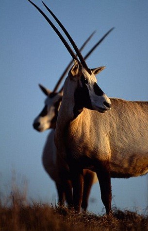 “Kỳ lân” Ả Rập. Có tên khoa học Oryx leucory. Loài này chỉ còn khoảng 6 con sống trong tự nhiên vào năm 1972. Loài động vật quý hiếm này đang đứng trước nguy cơ tuyệt chủng do tình trạng săn bắt quá mức.