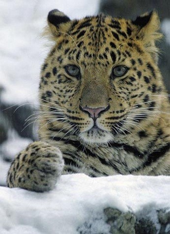 Báo Amur sống trong những khu rừng tuyết ở vùng viễn đông Nga. Các nhà khoa học cho rằng, chúng hiện chỉ còn 40 con do nạn săn trộm và khai thác gỗ. Ảnh: WWF.