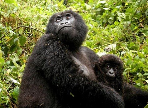 Khỉ đột núi. Còn khoảng 700 con vẫn còn sống ở phía đông Trung Phi. Loài này đang trên bờ tuyệt chủng do chính sách bất ổn của chính phủ nước này. Ảnh: AP