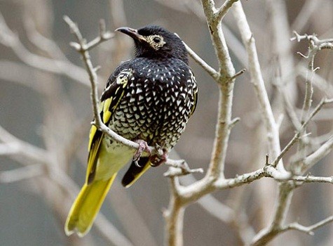 Chim Regent Honeyeater. Đây là loài chim đặc hữu ở miền Đông Nam Australia. Số lượng loài này đang giảm nhanh chóng trong vài thập niên qua do mất rừng, hạn hán và ngành nông nghiệp lấn chiếm. Loài này lần đầu tiên được mô tả với nhà sinh học George Shaw năm 1794. Ảnh: AP.