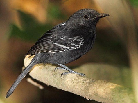 Chim Rio Branco Antbird. Theo các nhà khoa học, chúng có thể biến mất hoàn toàn trong hai thập kỷ tới do sự phát triển của con người. Loài này sống dọc theo lòng sông ở miền bắc Brazil và phía tây Guyana. "Để ngăn chặn sự tuyệt chủng của loài chim này, cần thiết phải bảo vệ môi trường sống của chúng", một quan chức IUCN cho biết trong tuyên bố. Ảnh: Rockjumper Birding.