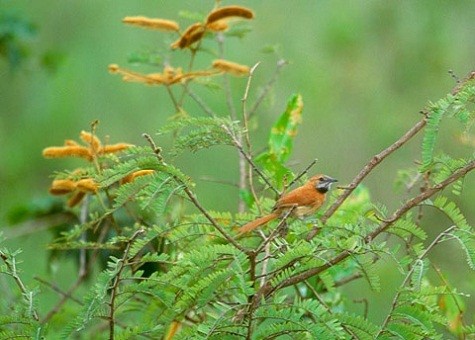 Chim Hoary-Throated Spinetail. Chúng được tìm thấy ở Brazil và Guyana. Khoảng năm 2023, môi trường sống của chúng có thể bị mất tới 80%. Ảnh: Arthur Grosset/National Geographic.