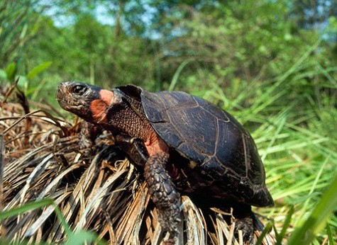 Rùa tý hon. Đây là một trong những loài rùa nhỏ nhất thế giới, thân dài 7,9 đến 11,4cm, sống ở phía Đông nước Mỹ. Loài này đang ngày càng giảm về số lượng.