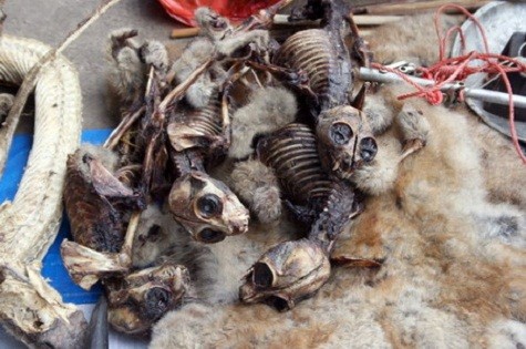 Những bộ xương của cu li tại một khu chợ ở Mong La, Myanmar, gần biên giới Trung Quốc. Thịt nhiều loài linh trưởng được coi là một món ăn ngon, cũng như vị thuốc quý tại một số khu vực của châu Á.