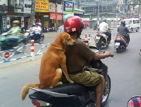 Chú chó này quên không đội mũ bảo hiểm?