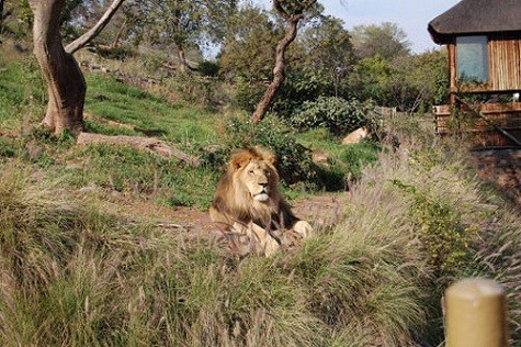 Vườn thú quốc gia ở Nam Phi là "em út" trong các sở thú trên. Đi vào hoạt động từ năm 1899, vườn thú quốc gia trở thành điểm du lịch hút khách tới thăm quan. Tọa lạc tại Pretoria, vườn thú rộng 85 hecta và trở thành vườn thú quốc gia từ năm 1916.