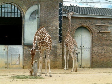 Sở thú London là vườn thú khoa học lâu đời nhất, đi vào hoạt động ngày 27/4/1828. Mục đích ban đầu là phục vụ nghiên cứu khoa học nhưng cuối cùng cũng mở cửa đón du khách vào năm 1947.