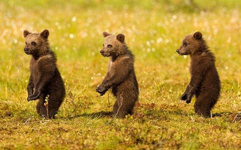 Ba con gấu gấu con dường như đang thử giọng cho một vở nhạc kịch khi chơi với nhau trong một khu rừng ở Phần Lan. Nhiếp ảnh gia động vật hoang dã Jules Cox đã ở lại qua đêm trong rừng để nắm bắt hoạt động của những con gấu nâu.