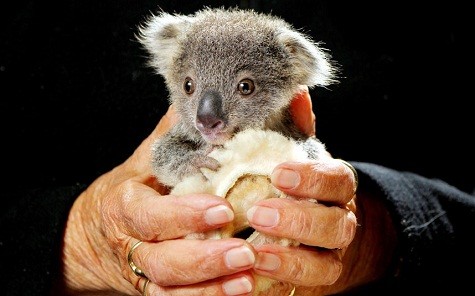 Một con gấu xám con mồ côi được chăm sóc tại Bệnh viện Port Macquarie Koala, New South Wales, Australia.