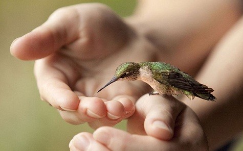 Một con chim ruồi đậu trên bàn tay của một người phụ nữ ở Newark, Ohio. Erin Neese.
